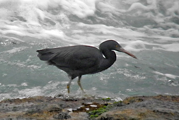 Pacific Reef Heron