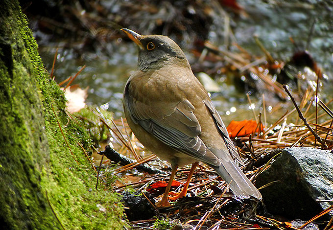 Pale Thrush