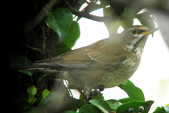 Pale Thrush