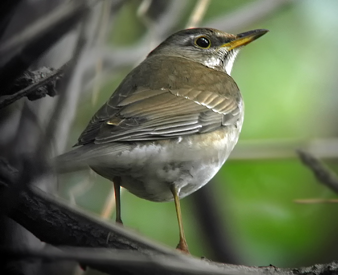 Pale Thrush