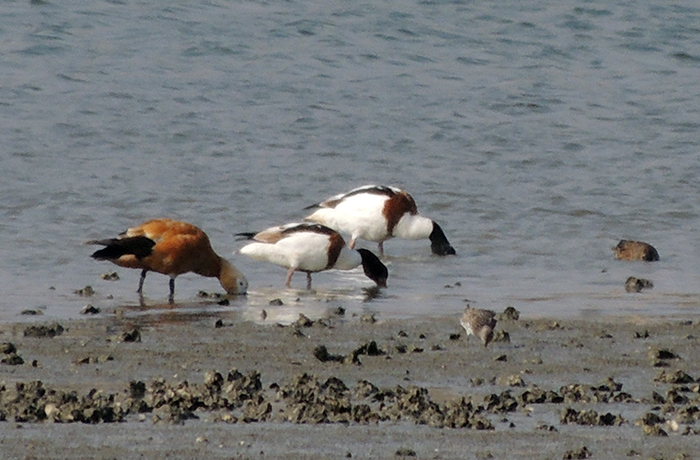 Ruddy Shelduck