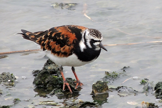 Ruddy Turnstone
