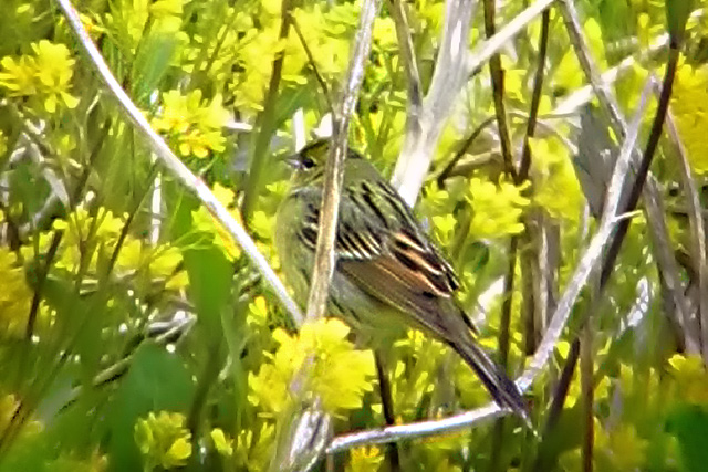 Yellow Bunting