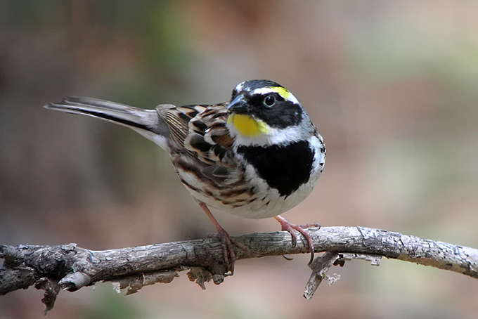 Yellow-throated Bunting
