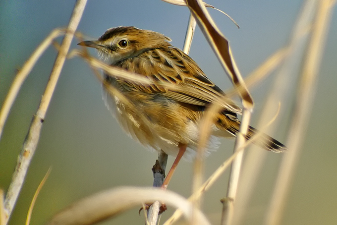 Zitting Cisticola