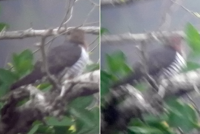Cuckoo