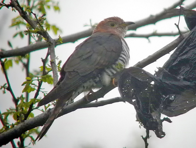 Cuckoo