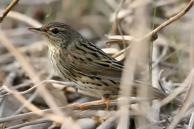 Lanceolated Warbler