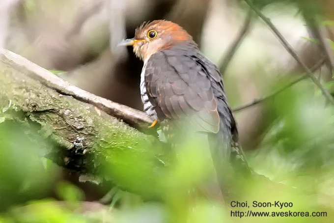 Orange-headed Cuckoo