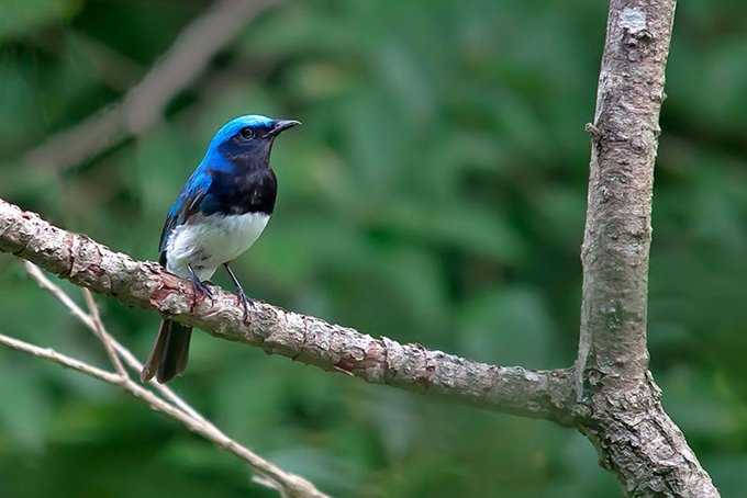 Blue and White Flycatcher