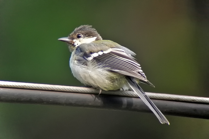 Eastern Great Tit
