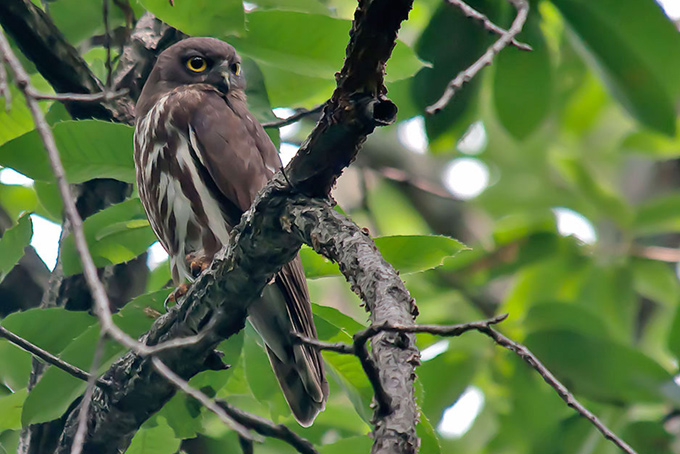 Northern Boobook