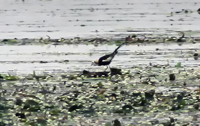 Pheasant-tailed Jacana