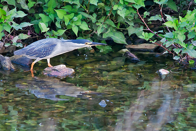 Striated Heron