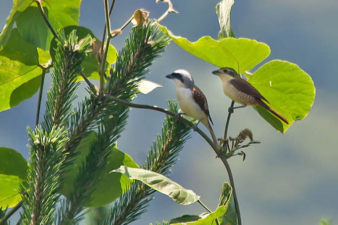 Tiger Shrike