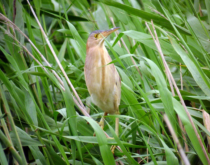 Yellow Bittern