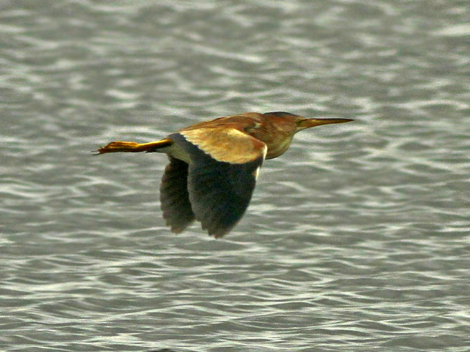 Yellow Bittern