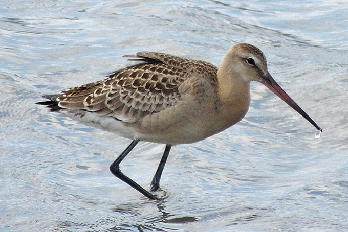 Black-tailed Godwit
