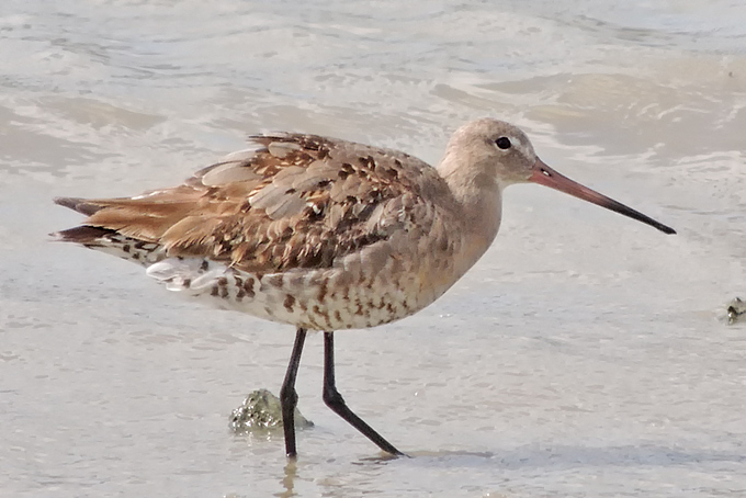 Black-tailed Godwit