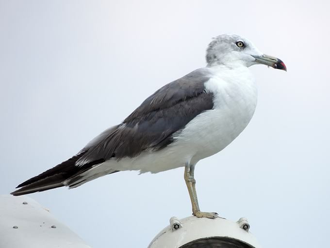 Black-tailed Gull