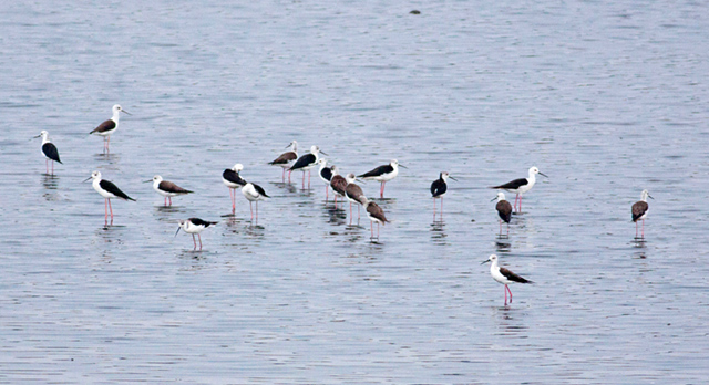 >Black-winged Stilt