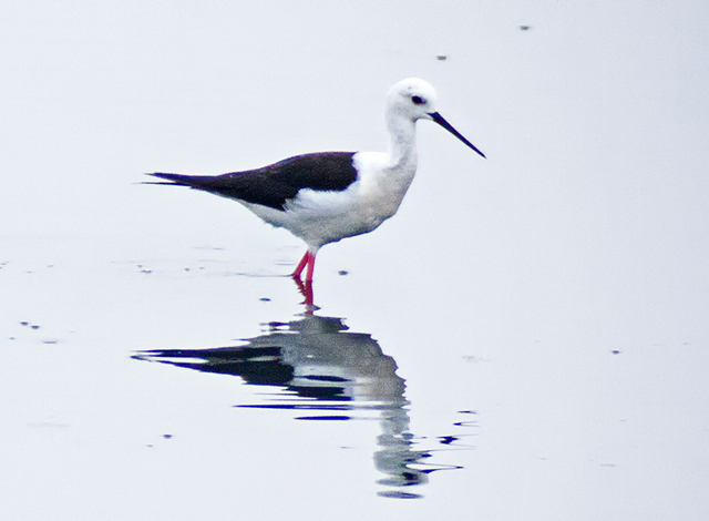 >Black-winged Stilt