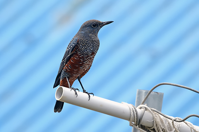 Blue Rock Thrush
