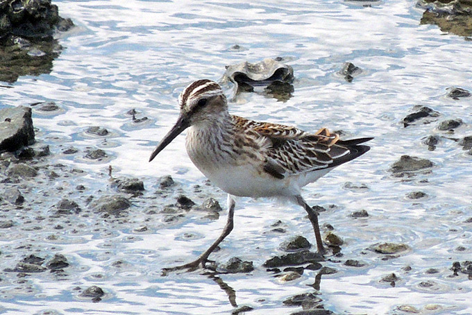 Broad-billed Sandpiper