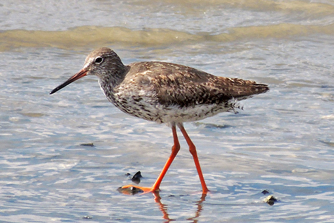 Common Redshank
