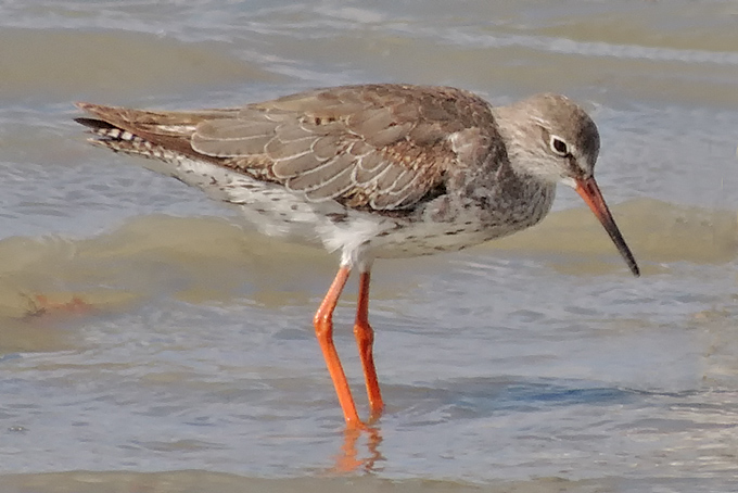 Common Redshank