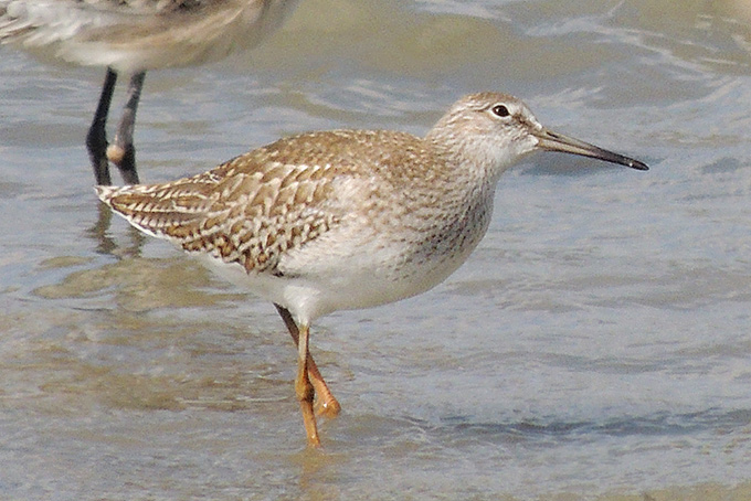 Common Redshank