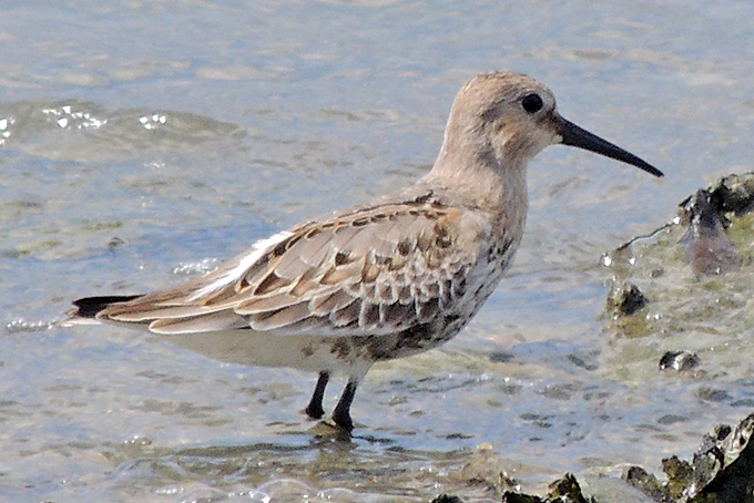 Dunlin