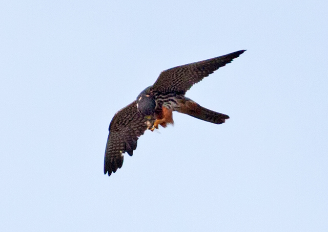 >Eurasian Hobby