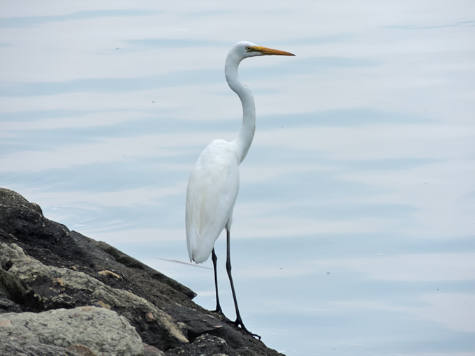 Great Egret