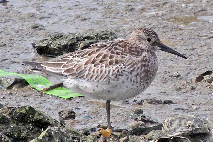 Great Knot