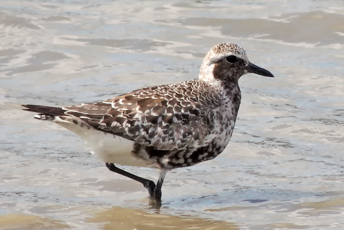 Grey Plover