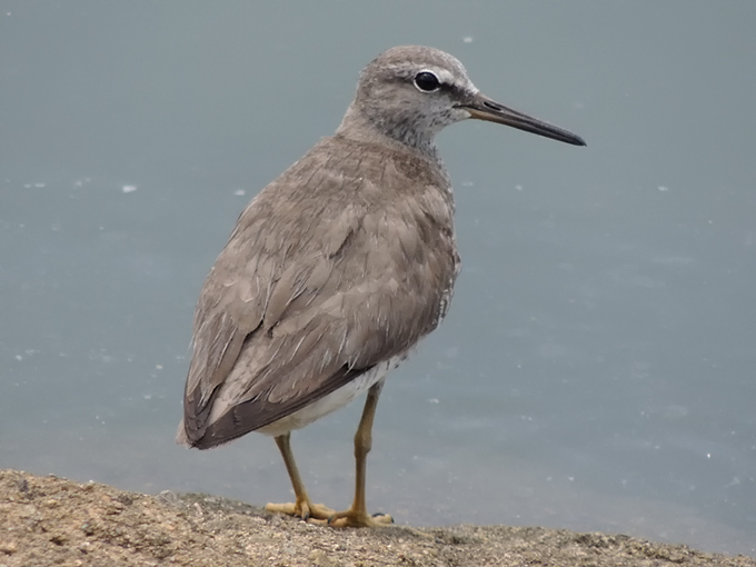 Grey-tailed Tattler