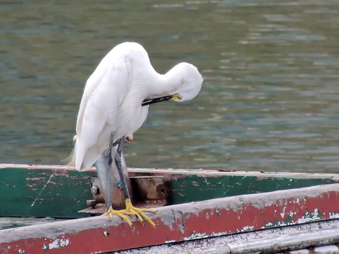 Little Egret