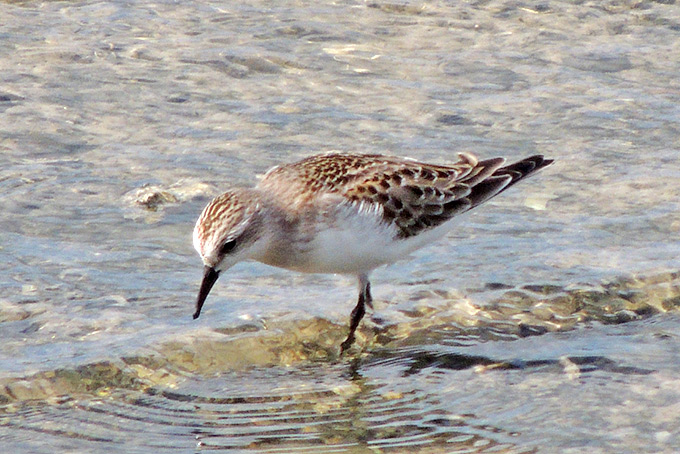 Red-necked Stint