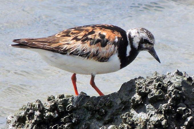 Ruddy Turnstone