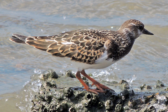 Ruddy Turnstone