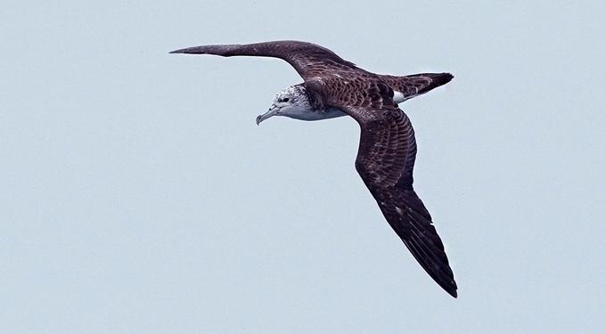Streaked Shearwater