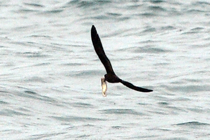Swinhoe’s Storm Petrel