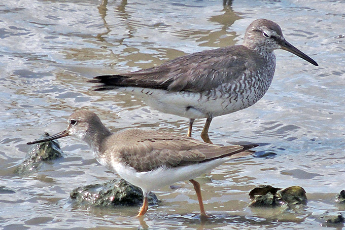 Terek Sandpiper