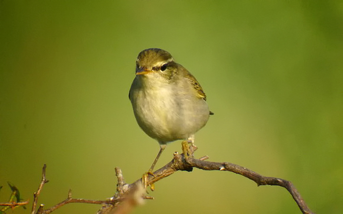 Arctic Warbler