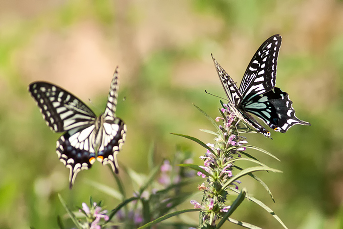Asian Swallowtail