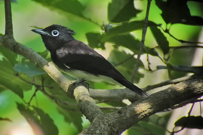 Black Paradise Flycatcher