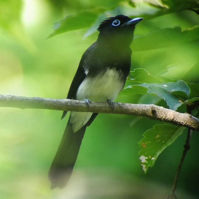 Black Paradise Flycatcher