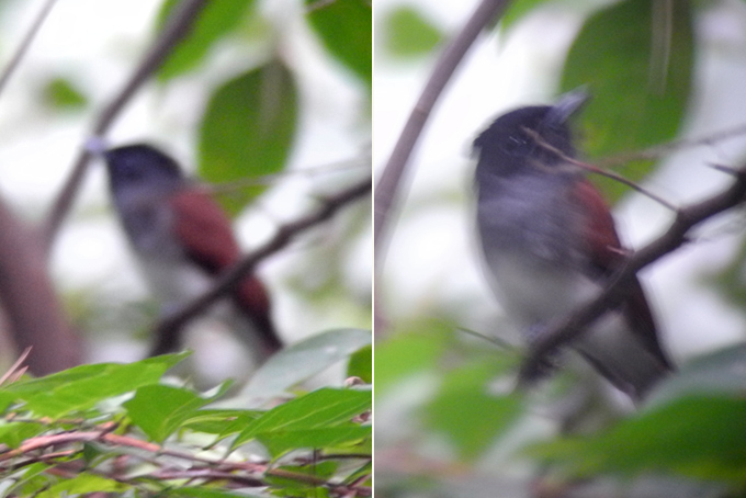 Black Paradise Flycatcher