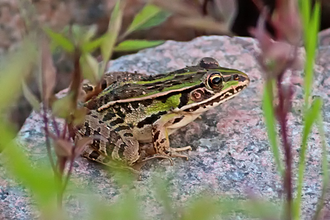 Black-spotted Frog